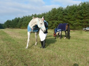 Fuchsjagt mittags 2009 21