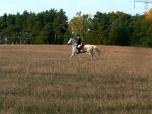 Fuchsjagt mittags 2009 33