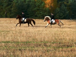 Fuchsjagt mittags 2009 35