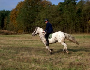 Fuchsjagt mittags 2009 46