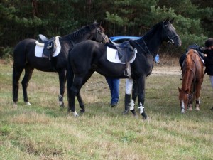 Fuchsjagt mittags 2009 71