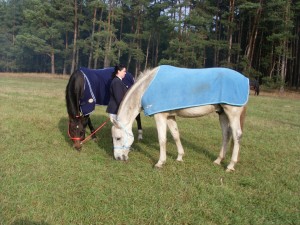 Fuchsjagt mittags 2009 88