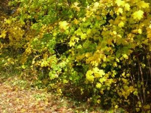 Fuchsjagt vormittags 2009 120