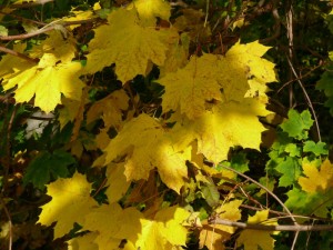 Fuchsjagt vormittags 2009 123