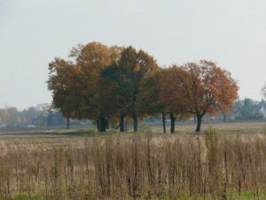 Fuchsjagt vormittags 2009 153