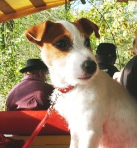 Fuchsjagt vormittags 2009 45